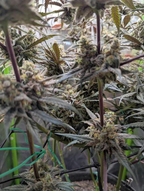 Nuttea Haze 50x50. Week 14