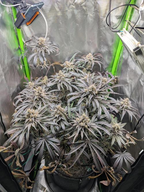 Nuttea Haze 50x50. Week 15