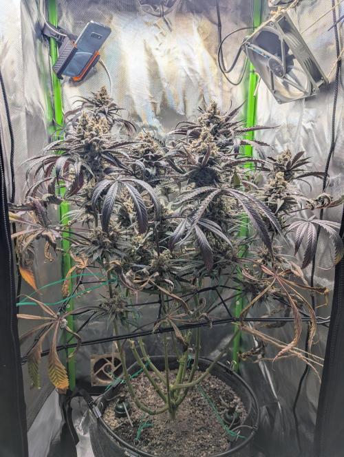 Nuttea Haze 50x50. Week 15
