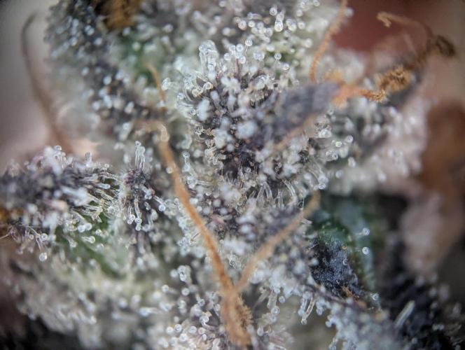 Nuttea Haze 50x50. Week 15