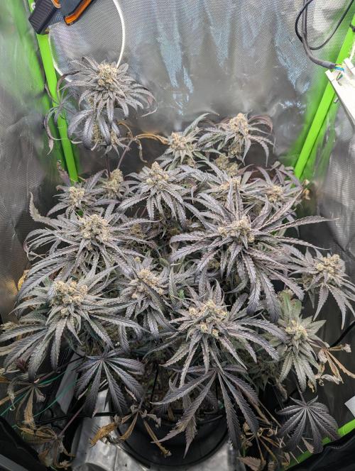 Nuttea Haze 50x50. Week 15