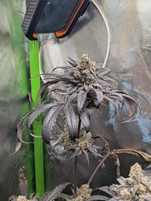 Nuttea Haze 50x50. Week 15