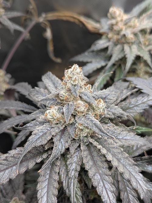 Nuttea Haze 50x50. Week 15
