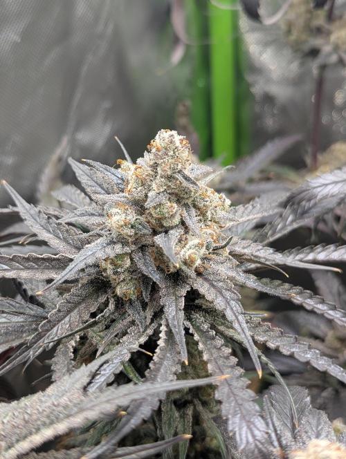 Nuttea Haze 50x50. Week 15