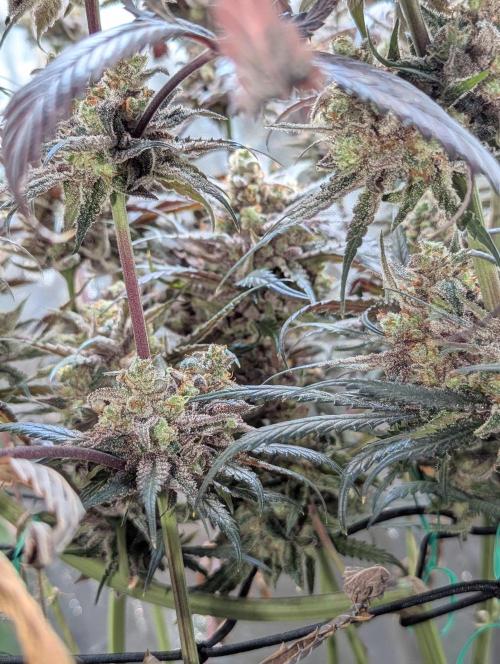 Nuttea Haze 50x50. Week 15