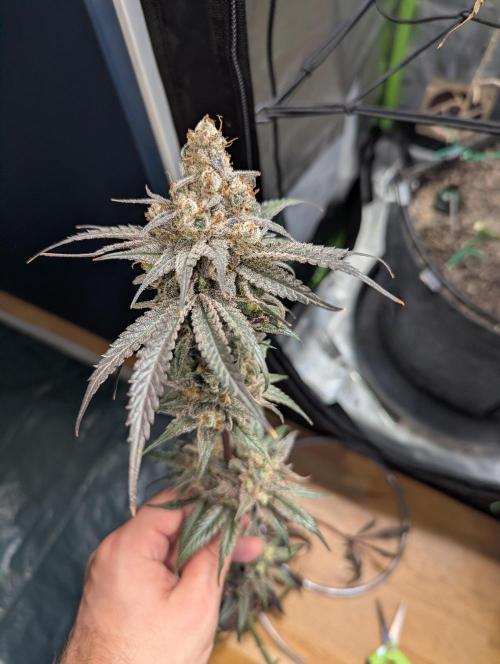 Nuttea Haze 50x50. Week 15