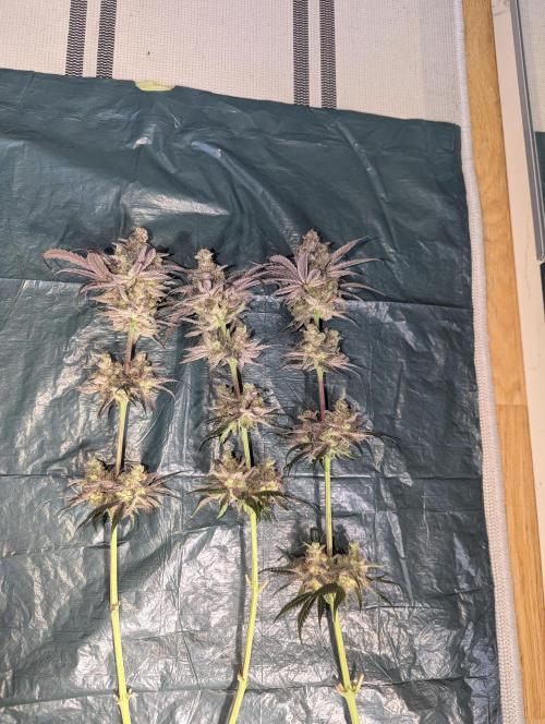 Nuttea Haze 50x50. Week 15