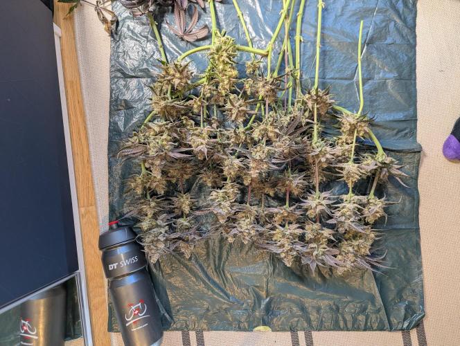 Nuttea Haze 50x50. Week 15