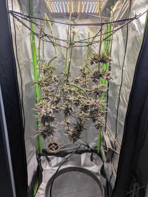 Nuttea Haze 50x50. Week 15