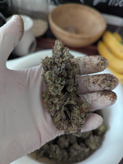 Nuttea Haze 50x50. Week 15