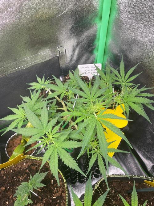 Auto French Macaron. Week 5