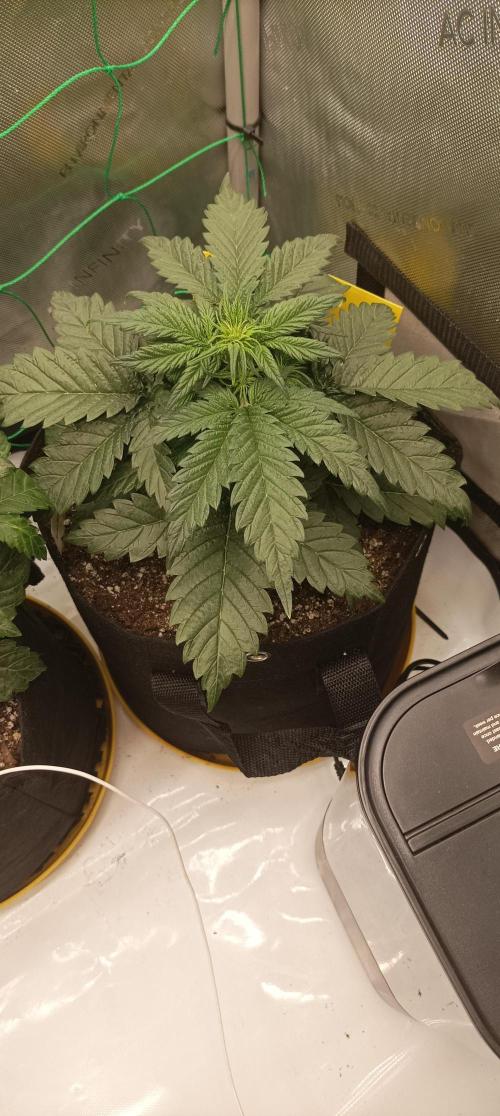 Sour Diesel. Week 4