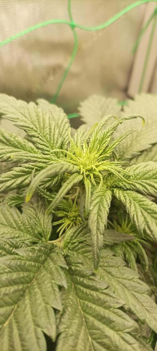 Sour Diesel. Week 4 - Die ersten Blütenansätze sind zu sehen. 