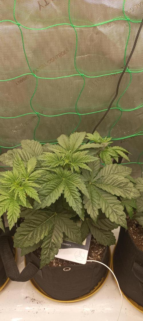 Tropicana Cookies. Week 4