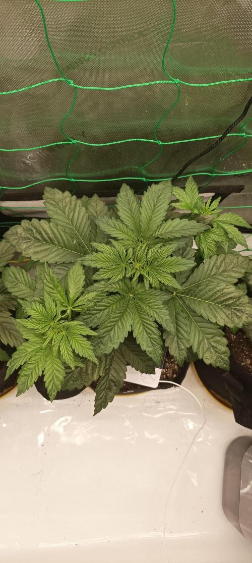Tropicana Cookies. Week 4
