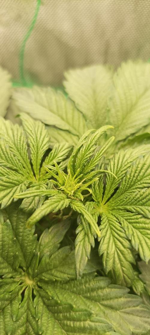 Tropicana Cookies. Week 4 - Die ersten Blütenansätze sind zu sehen. 