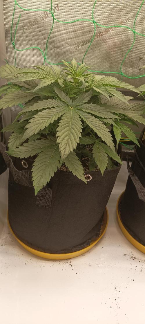 NORTHERN LIGHT. Week 4