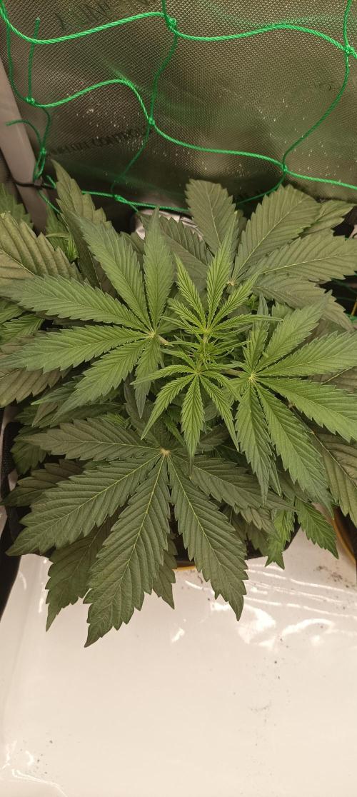 NORTHERN LIGHT. Week 4