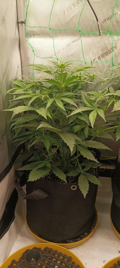 NORTHERN LIGHT. Week 5