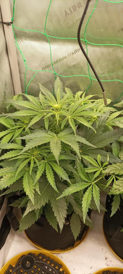 NORTHERN LIGHT. Week 5