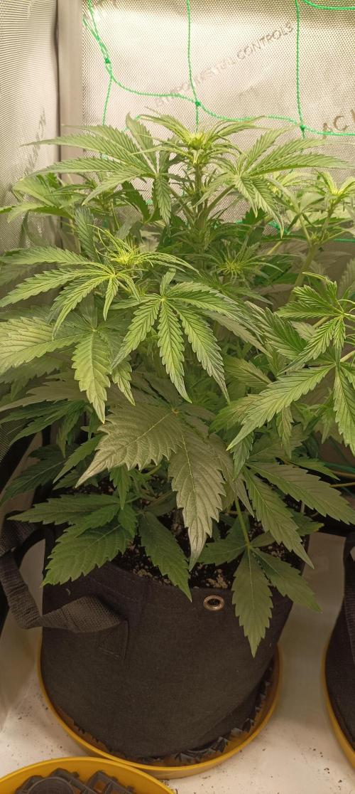 NORTHERN LIGHT. Week 5