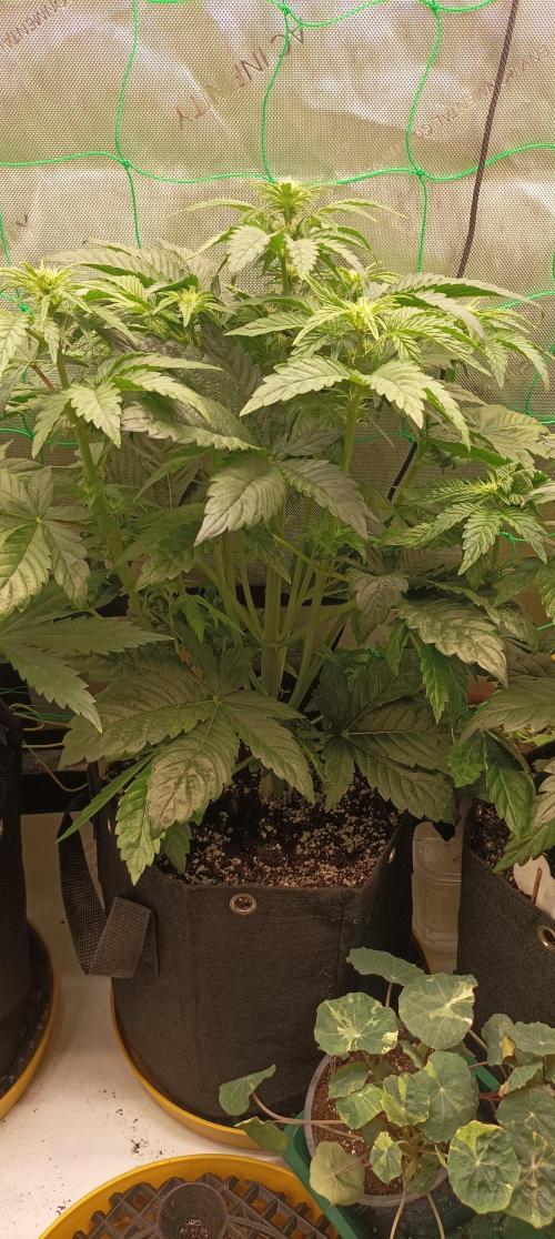 Tropicana Cookies. Week 5