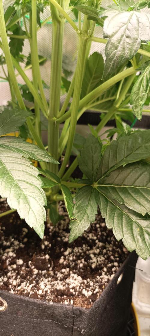 Tropicana Cookies. Week 5