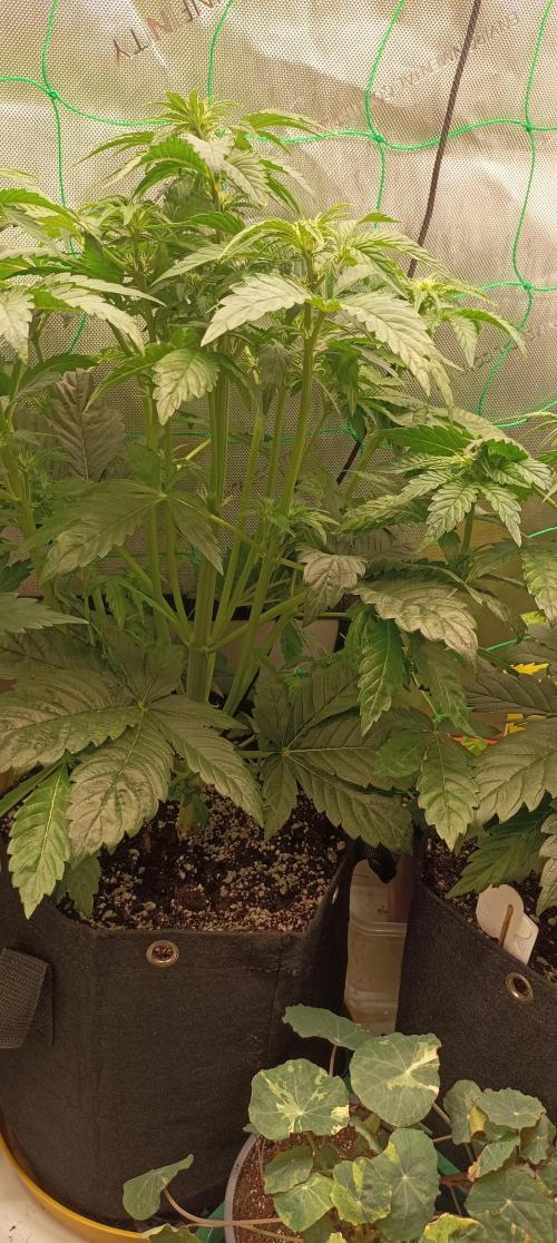 Tropicana Cookies. Week 5 - Nach dem entfernen einiger Blätter. 