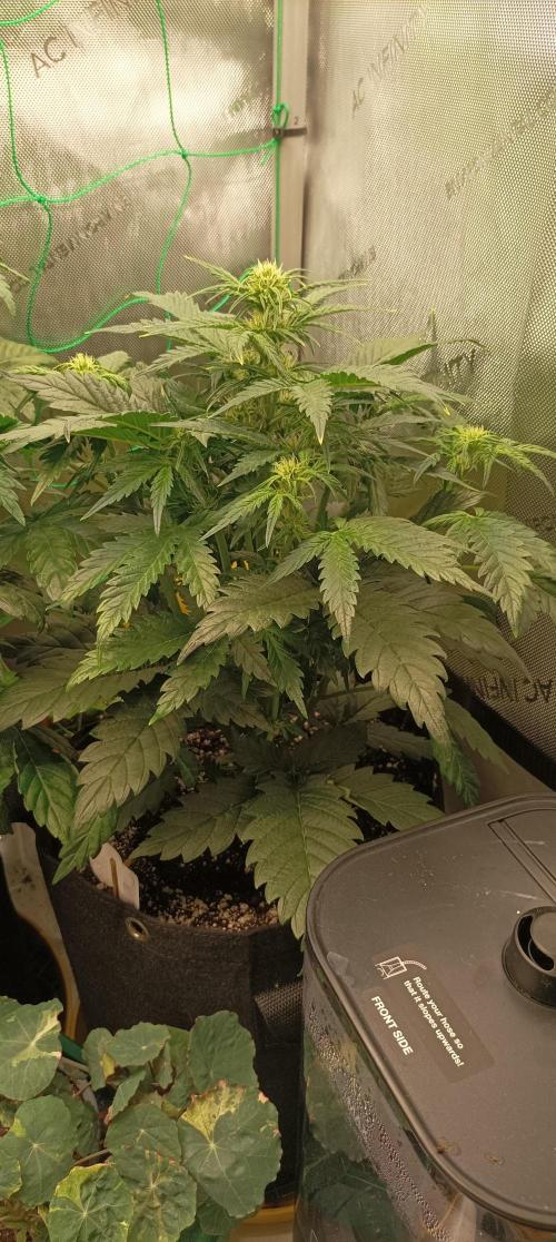 Sour Diesel. Week 5