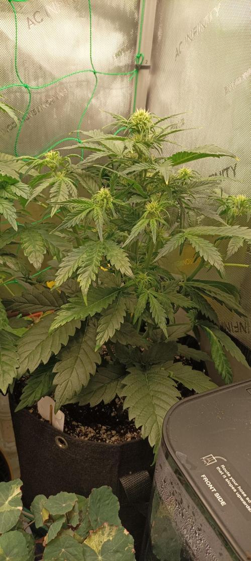 Sour Diesel. Week 5 - Nach dem entfernen einiger Blätter 