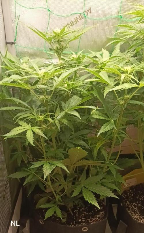 NORTHERN LIGHT. Week 6