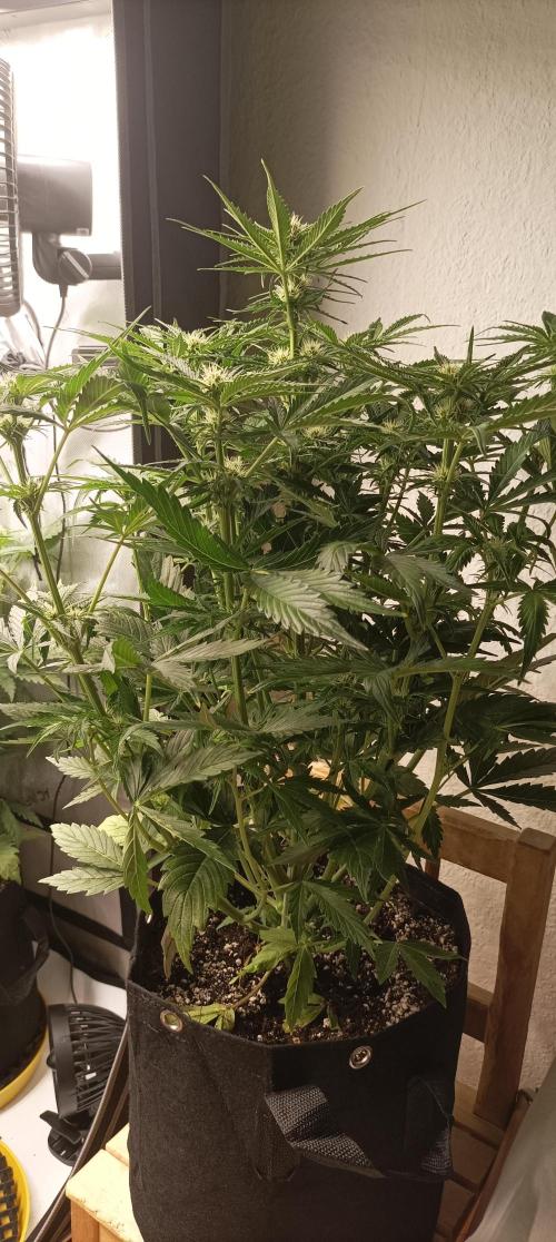 NORTHERN LIGHT. Week 6