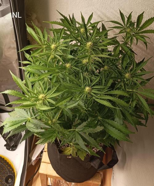 NORTHERN LIGHT. Week 6