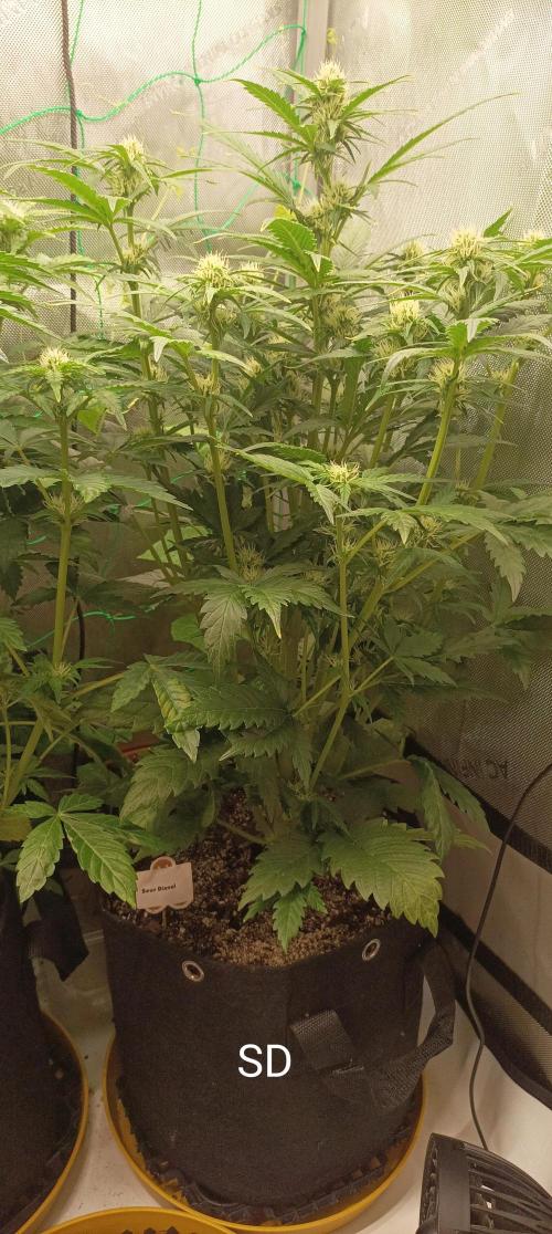 Sour Diesel. Week 6