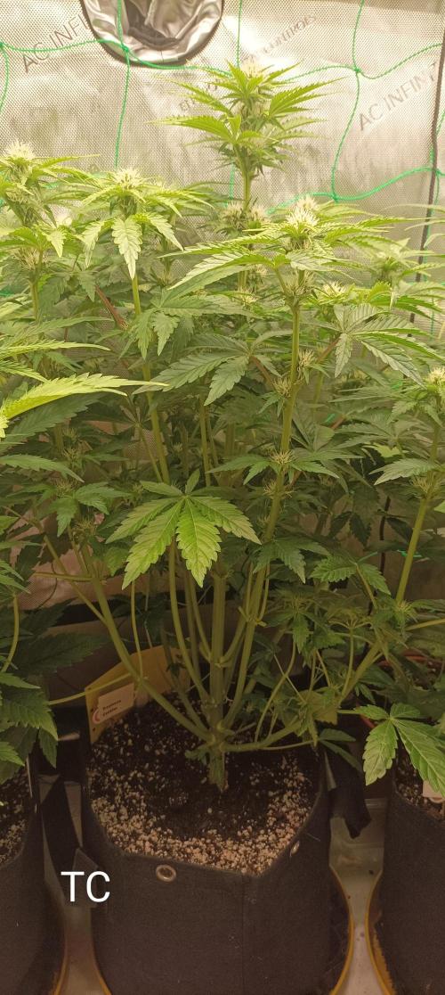 Tropicana Cookies. Week 6