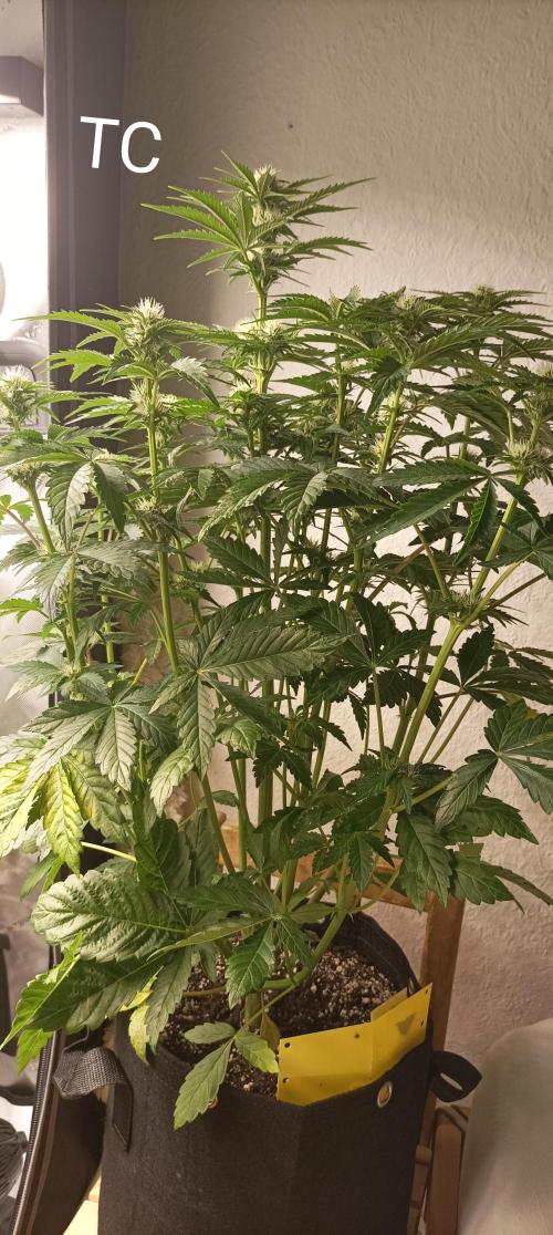 Tropicana Cookies. Week 6