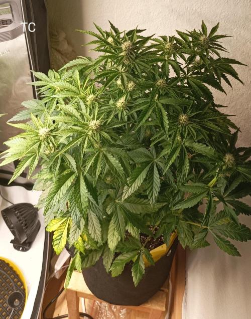 Tropicana Cookies. Week 6