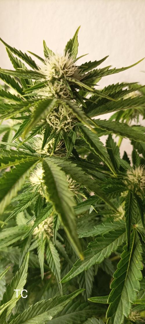 Tropicana Cookies. Week 6