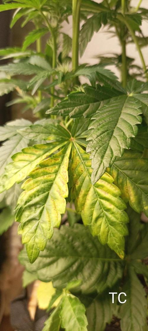 Tropicana Cookies. Week 6