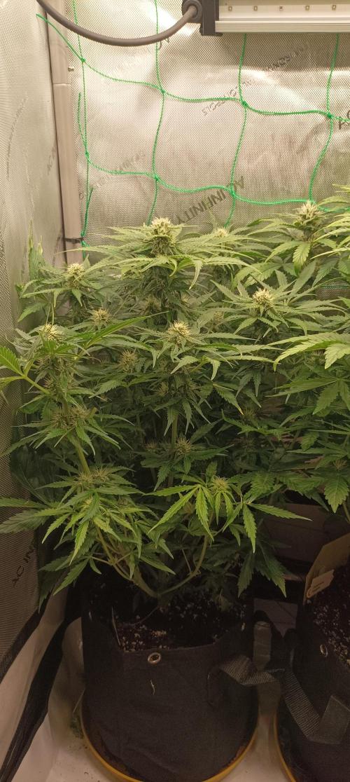 NORTHERN LIGHT. Week 7