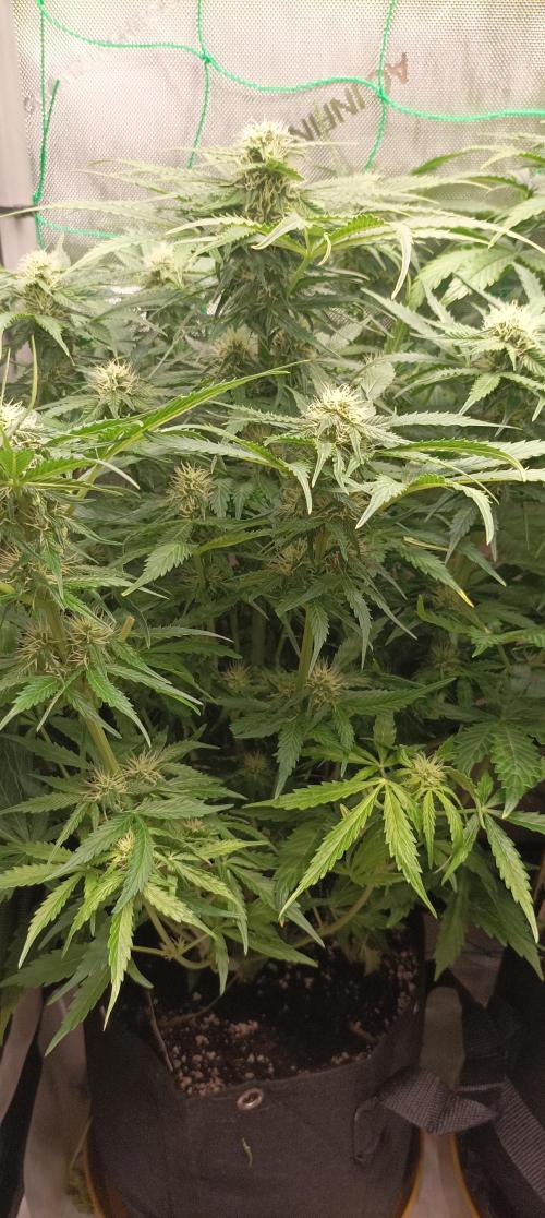 NORTHERN LIGHT. Week 7