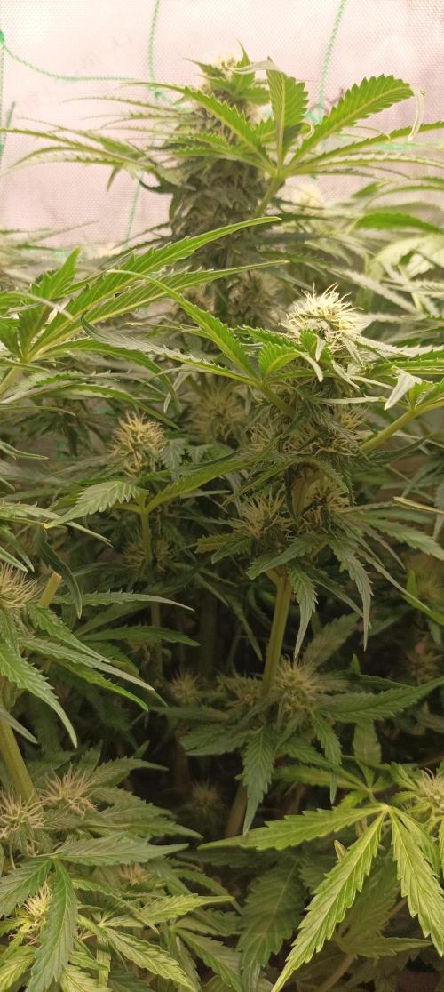 NORTHERN LIGHT. Week 7