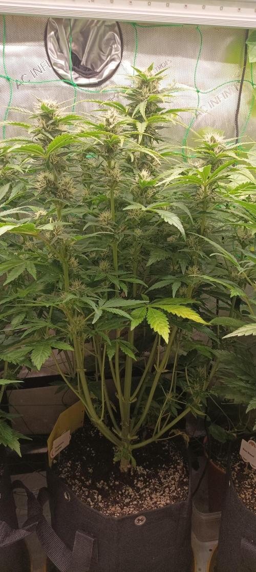 Tropicana Cookies. Week 7