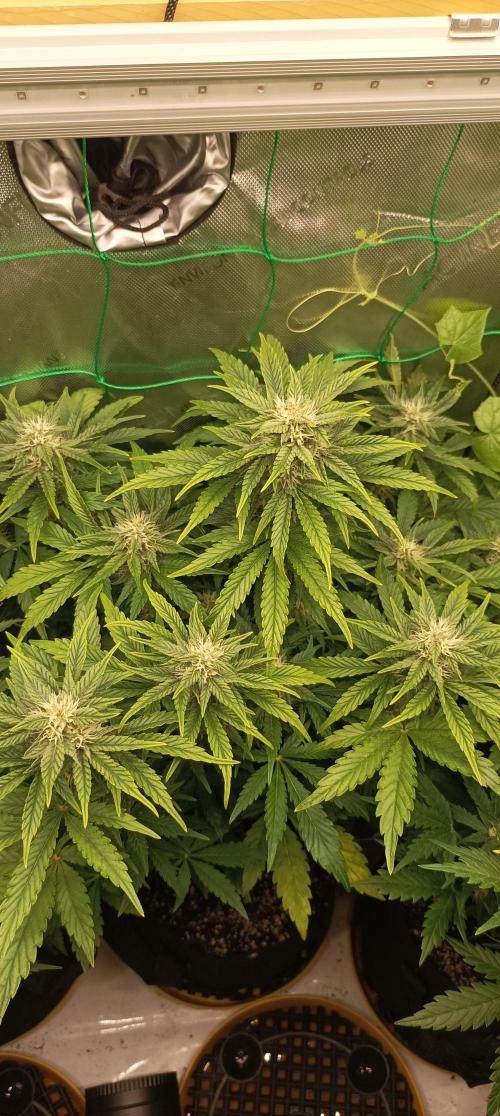 Tropicana Cookies. Week 7