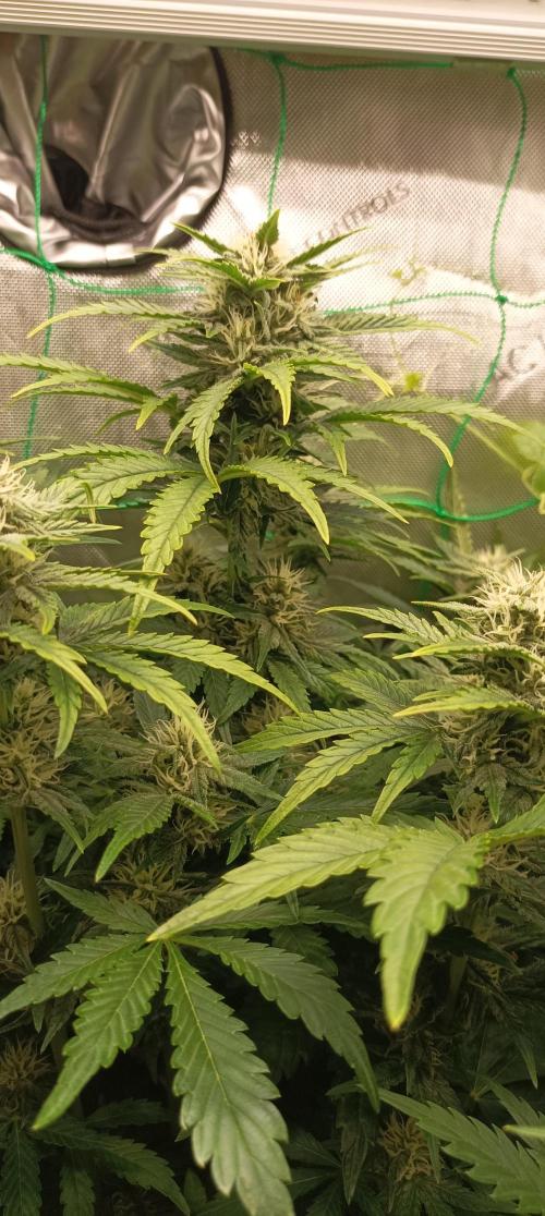 Tropicana Cookies. Week 7