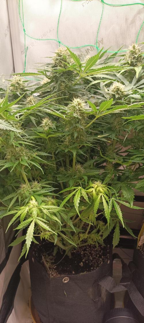 NORTHERN LIGHT. Week 8