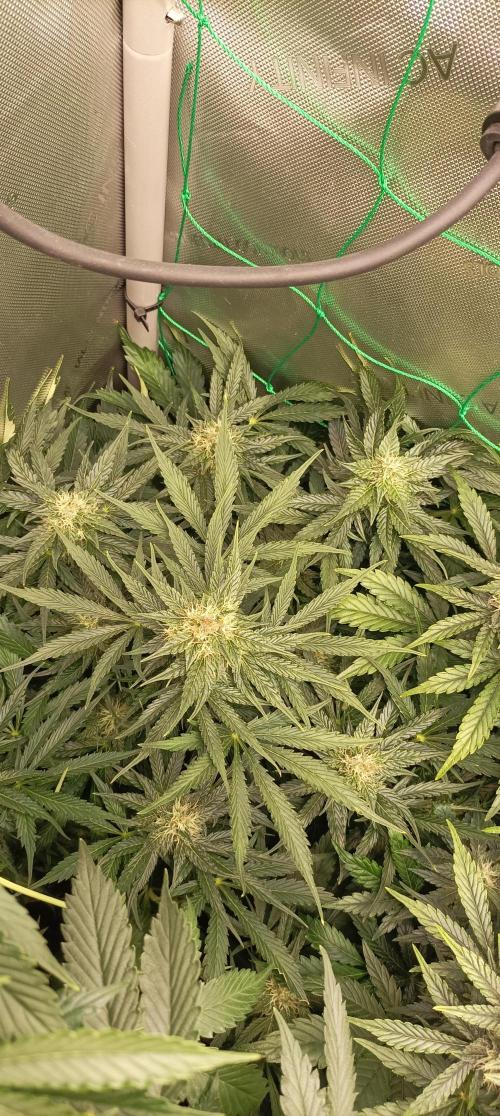 NORTHERN LIGHT. Week 8