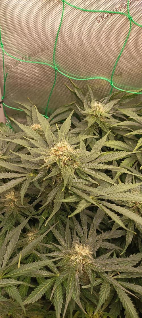 NORTHERN LIGHT. Week 8