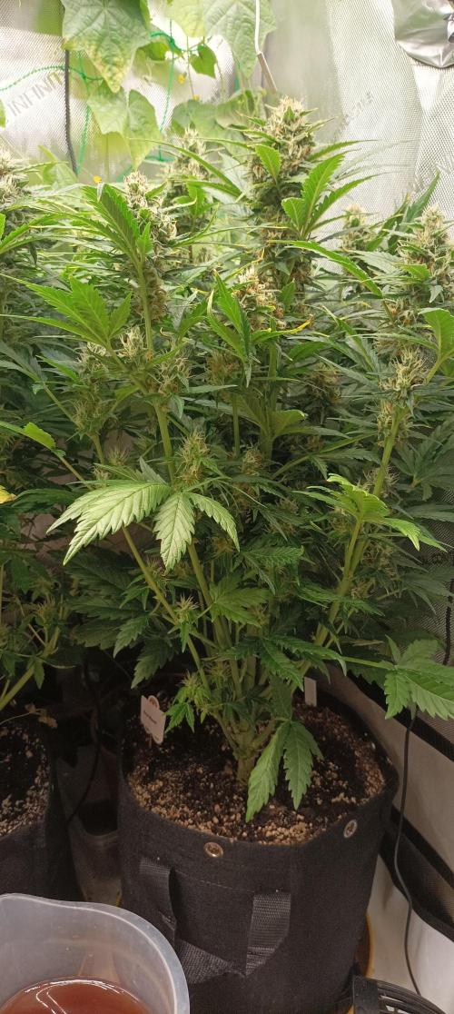Sour Diesel. Week 8
