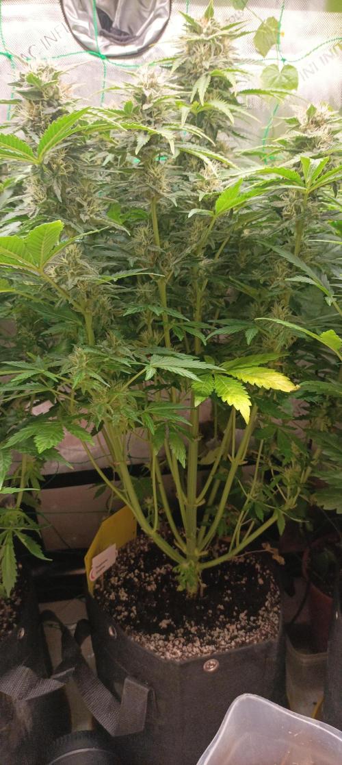 Tropicana Cookies. Week 8